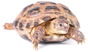 tortoise